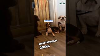 This Bulldog Has A Unique Exit Strategy 🤣 [upl. by Hada863]