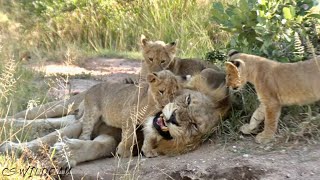 Both Skorro Male Lions Spends Time With Their Pride Ep 58 [upl. by Dnalrah485]