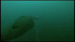 Halibut Strike 3  Filmed Underwater with GoPro Camera [upl. by Bohman]