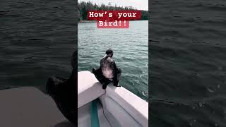 youtubeshorts capbreton boatlife boating boatlifestyle oceanlife cormorant hitchhiking [upl. by Naillimxam]