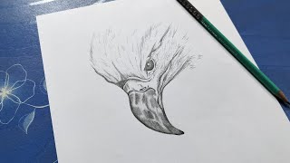 How To Draw Eagle Face  Drawing For Beginners Step By Step [upl. by Galvan65]