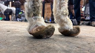 MINIATURE Donkey with TWISTED Hooves [upl. by Harbert]