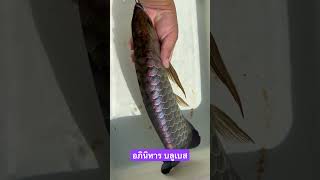 Malaysia Golden Blue Base Arowana Crossback 🇲🇾🇲🇾 arowana fish fishcatching fishing [upl. by Aicercul]