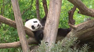 PandaZwillinge im Juni 2017  Tiergarten Schönbrunn [upl. by Nus]