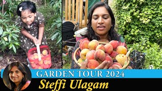 Steffi Ulagam Garden Tour 2024  Harvesting Fruits from our Home Garden  Garden Vlog in Tamil [upl. by Eelatan]