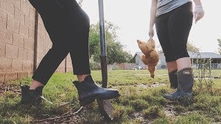 Mrs Chicken didnt make it [upl. by Verlee]