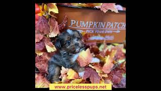 Shorkie puppies shorkie puppy shorkies yorkie puppies yorkie doglife wwwpricelesspupsnet [upl. by Etnuaed]