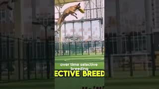 Belgian malinois high jumps [upl. by Zahc]