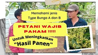 Bunga Alpukat Type A dan B kunci pohon alpukat berbuah lebat [upl. by Sined]