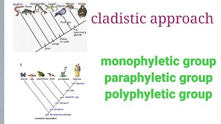 cladistic approach monophyletic groupparaphyletic group or polyphyletic group [upl. by Nais]