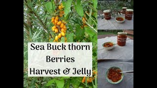 How to harvest Sea Buckthorn Berries and make Jam  Tutorial [upl. by Herm836]