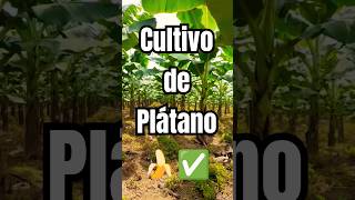 El Platanal 🍌 Conoces algún otro tipo de Plátano viral world agriculture platanos shorts agro [upl. by Yursa]