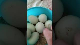 Deshi hasher deem shotrs duck egggraminlife [upl. by Nomled145]