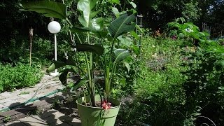 White Bird Of Paradise PlantStelitzia NicolaiRepotting [upl. by Nicolau]