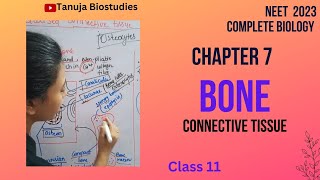 Ch7  Structure of BONE  Structural organization in animal  Class 11 Biology NEET 2023  shorts [upl. by Analad646]