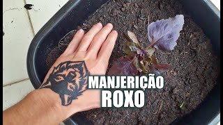 COMO PLANTAR MANJERICÃO ROXO EM VASO [upl. by Medwin]