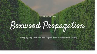 How to propagate Boxwood  How to root Boxwood [upl. by Justin]