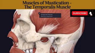 Muscles of Mastication  Temporalis Muscle Anatomy mbbs education bds headandneckanatomy [upl. by Lennad]