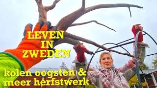 LEVEN IN ZWEDEN kolen oogsten amp ander herfstwerk [upl. by Emil386]