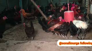 देसी और बॉयलर अंडा में फर्क desi aur boiler egg me different egg ytshorts chicken farming egg [upl. by Aiem]