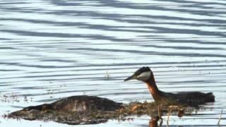 Rednecked Grebes Mating [upl. by Doscher]