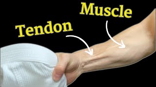 Grip Strength for Grapplers Muscles vs Tendon  Science Explained [upl. by Latsirc]