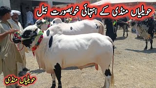 Very Beautiful Bulls For Qurbani 2024  Havelian Maweshi Mandi By My Life Channel [upl. by Hazard861]