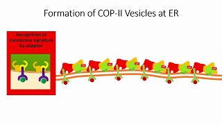 Vesicle Trafficking in Cells 2 Selection of the Membrane for Vesicle Formation [upl. by Lahey]