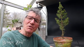 Repotting My Alberta Spruce The Bonsai Zone April 2024 [upl. by Veronike]