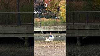 Feeding 🐦🪽LibertyStatePark jerseycity nj [upl. by Malynda]