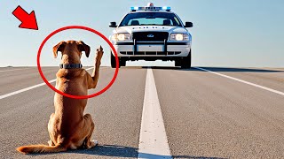 Un Chien Bloque le Passage de la Police La Raison de Son Geste Va Vous Faire Pleurer… [upl. by Leinahtam522]