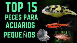 TOP 15 Peces para acuarios pequeños  10L  40L [upl. by Semele536]