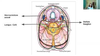 Anatomy and sonoanatomy of Neck region by Dr Madhavi Joshi [upl. by Yevreh]