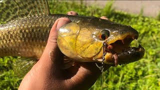 Road side swamp fishing  Suriname  Coronie [upl. by Ahsyas]