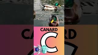 apprendre Lalphabet des animaux Lettre C shortsvideo maternelle canard [upl. by Akeihsat]