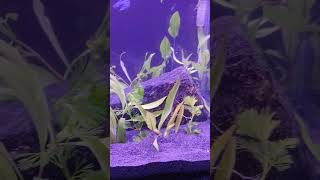 I Setup My New Beta And Guppies Aquarium Beta Fish And Guppies Live Together aquarium betafish [upl. by Niledam]