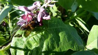 Giant Resin Bee Visiting Kudzu Flowers オオハキリバチ＠クズ吸蜜 [upl. by Noramac]