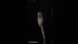 Búho Crestado Crested Owl nature naturaleza owl buho nightwalk [upl. by Eiddal72]