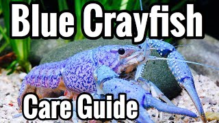 Electric Blue Crayfish Care  Aquarium Guide [upl. by Urbani484]