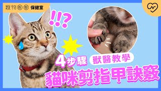 【獸醫貓咪剪指甲教學】第一次幫貓咪剪指甲就上手！超簡單4步驟教學｜寵物圈圈保健室Ep19 妞新聞 [upl. by Charron]