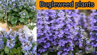 Bugleweed plant care and tipshindi me neelkanthi ajuga reptans nil phulin nepali language👌❤️ [upl. by Adigirb281]