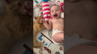 When a tiger invades your playpen baby kitten battleroyale [upl. by Lemay]