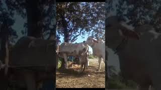 I want to saw big cow [upl. by Darraj]