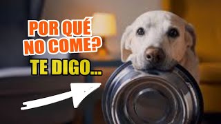 ¿Tu PERRO No COME 🐶⚠️ Aquí Tienes 8 POSIBLES Motivos [upl. by Eylrac820]