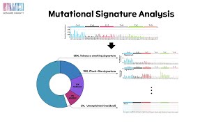 4 Mutational Signature in Cancer Genome [upl. by Files]