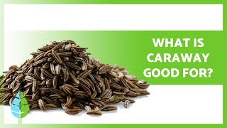 BENEFITS of Caraway ✅ Properties How to Take it and Contraindications [upl. by Eatton]