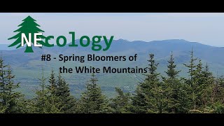 NEcology 8  Spring Bloomers of the White Mountains [upl. by Analat758]