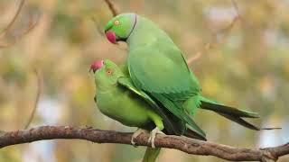 Indian Green Parrots Mating on the Tree  Parrots Mating Behavior [upl. by Ecienaj]