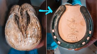 PAINFUL HORSE HOOF  Satisfying Therapeutic HORSESHOEING  Farrier [upl. by Neisa]