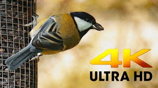 Sony A6600 birds video test 4K [upl. by Anemij980]